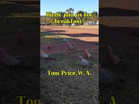 Birds Join us for Breakfast! 🦜🐦🕊 Tom Price W.A