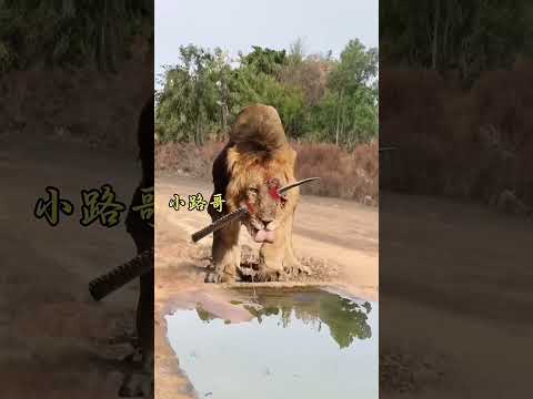 #liondog #lion #wildlife #animals