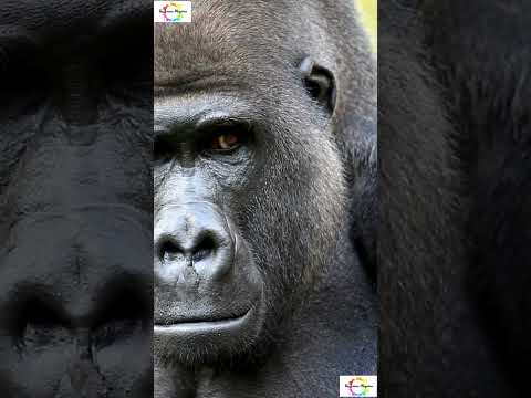 Male and Female Gorilla's You Won’t Believe! #shorts #shortsfeed  #facts #wildlife #gorilla