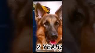 Spider transformation|#germanshepherd #short