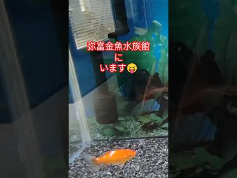 [金魚]　知ってたァ〜　金魚も宇宙に行ったんだよ！