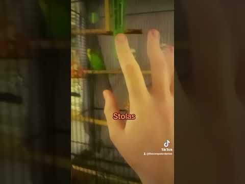 When you give your animals unique names #animalrescue #parrot #cat