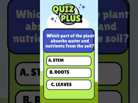 Quiz 26