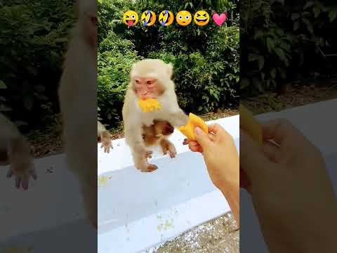 🤣🤣😜😳😆😆👍💓💓👌👌 #monkey #funny #cute #yt_shorts #views #trending 😜😳😆👍👍💓💓