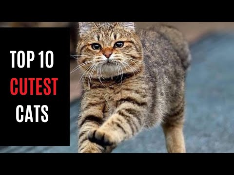 Discover the Top 10 Cutest Cats You’ll Fall in Love With