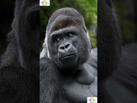 Male and Female Gorilla's You Won’t Believe! #shorts #shortsfeed  #facts #wildlife #gorilla