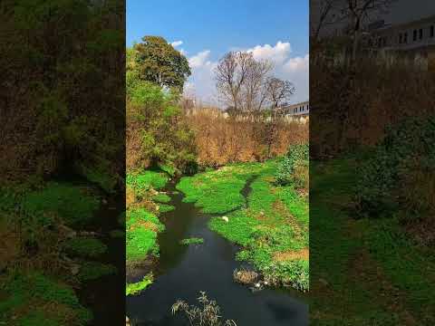 Can Nature Sounds Actually Relieve Depression? #nature