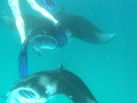 Maldive Mantas