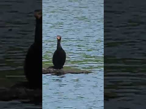 Cormorant Island #birds #wildlife #cormorant #shorts