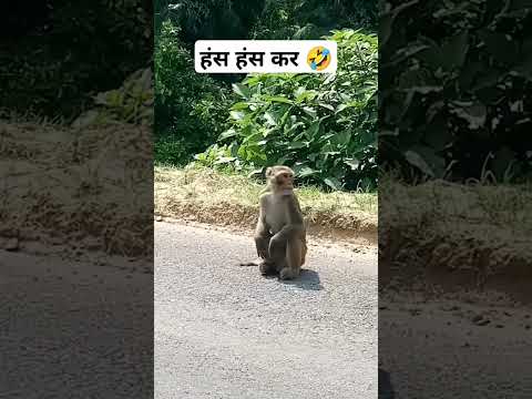 Hans hans kr kaisa condition 😅🤣🤣🤣😜 #comedy #monkey #funny #amazingfacts #yt_shorts #trending 🤣🤣😜😜💓💓👍