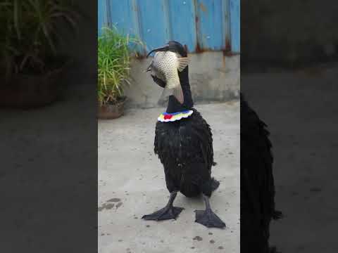 Cormorants eat fish bigger than their heads