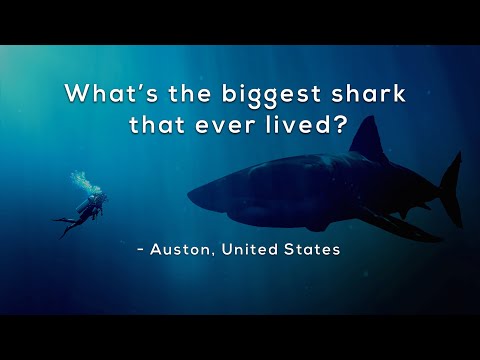 What's the biggest shark that ever lived?