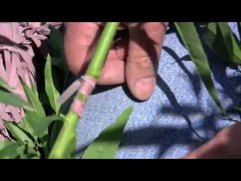 Almond budding Farsi