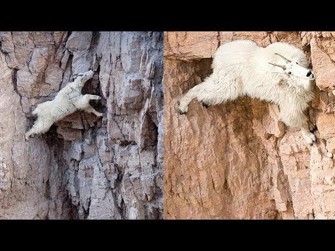 MOUNTAIN GOATS - These Creatures Don’t Care About The Laws Of Physics Despite Their Hooves