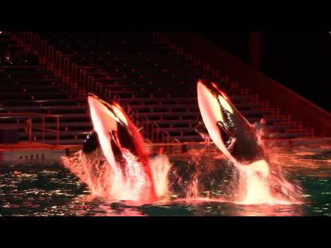 Shamu's Christmas Miracles (Full Show) - SeaWorld San Antonio - November 16, 2018