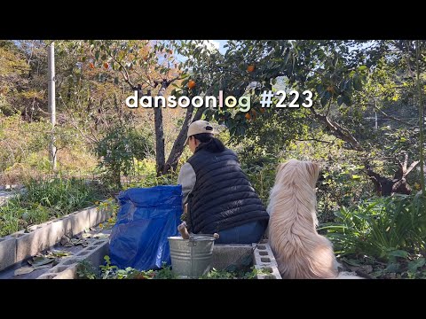 Autumn rural life in Korea vlog 223) Puppy in the garden