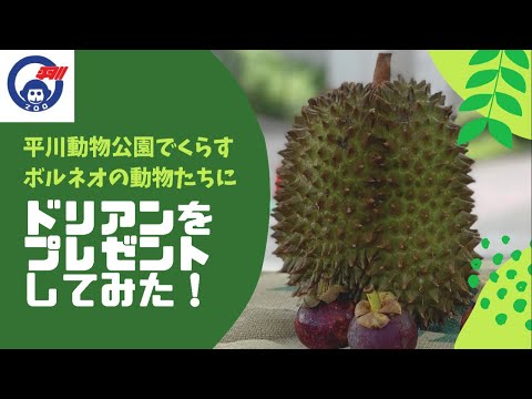 平川動物公園でくらすボルネオの動物たちにドリアンをプレゼントしてみた！