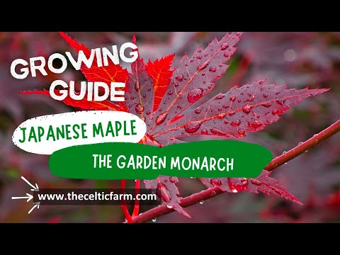 Transform Your Garden with Breathtaking Japanese Maples: A Grower's Guide