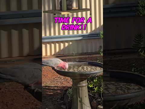 Galahs at the bird bath! #findinggspots #australianbirds