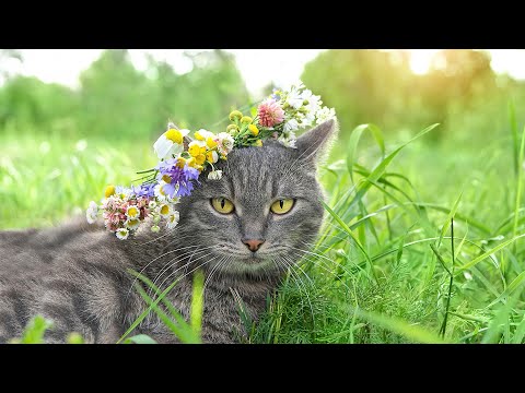 Deep Relaxing Music for Cats 😽 Cat Sleep Music, Anti Anxiety For Cats