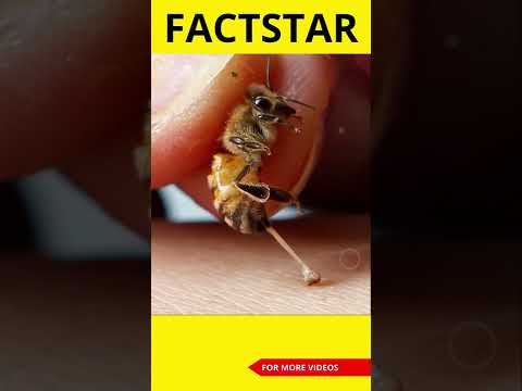 Humans को काटने के बाद Honeybee मर क्यू जाती है?😳| #factstarshorts #youtubeshorts #shorts #ytshorts