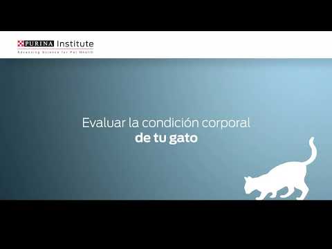 Evaluar la condición corporal de tu gato