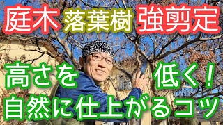 【庭木の強剪定(落葉樹)】高さを下げても自然に見えるコツ(2025年1月)🍂☝️