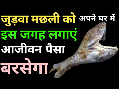 जुड़वा मछली को अपने घर पर यहां रखे पैसा बरसेगा |benefit of pair fish|fish ko ghar me rakhne ke fayde