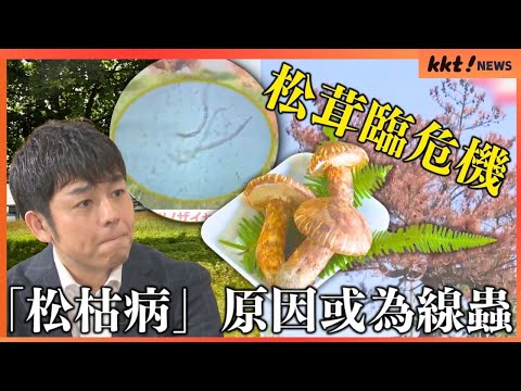 【異變】秋季美味松茸面臨危機 熊本重要產地天草因「松枯病」導致產量或減少｜KKT NEWS @KKTNEWS.TAIWAN