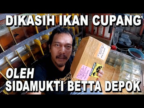 DI KASIH IKAN CUPANG OLEH  SIDAMUKTI BETTA DEPOK