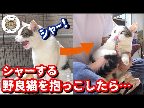 「シャー！」が挨拶な野良猫を抱っこしたら可愛い過ぎました！！