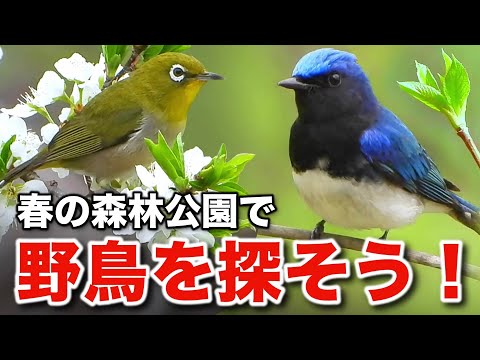 オオルリと森の野鳥たちが魅せる命の輝き！