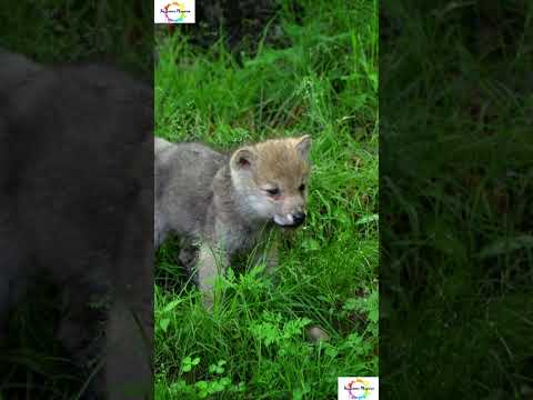 Arctic Fox: 12 Fascinating Facts You Never Knew #shorts #shortsfeed #weirdanimals #facts #arctic