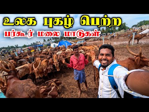 🔥அந்தியூர் குருநாதசாமி பர்கூர் மாட்டு சந்தை | BARKUR COW MARKET IN ANTHIYUR | K7