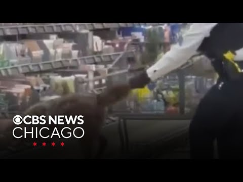 Video shows coyote being pulled from grocery shelf on Chicago's West Side