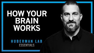 Essentials: How Your Brain Works & Changes