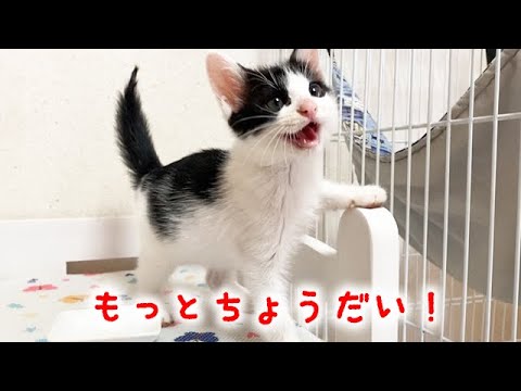 初めてのちゅーるで目覚めてしまった子猫