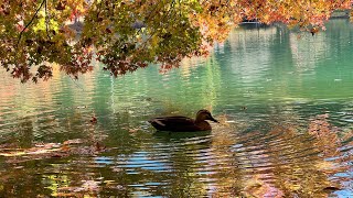 2021 南伊奈ヶ湖 の紅葉 Lake minami inagako in autumn