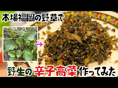 本場福岡の野草で、野生の辛子高菜作ってみた