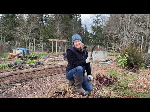 Spring Prep: How to cut back herbaceous perennials