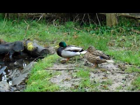 Sheffield General Cemetery Ducks 13th March 2022.