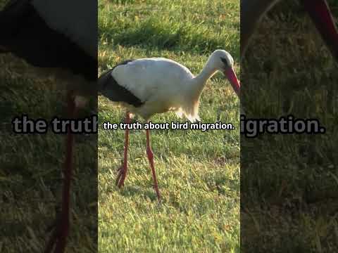 The Arrow Stork #shorts #facts #birdmigration