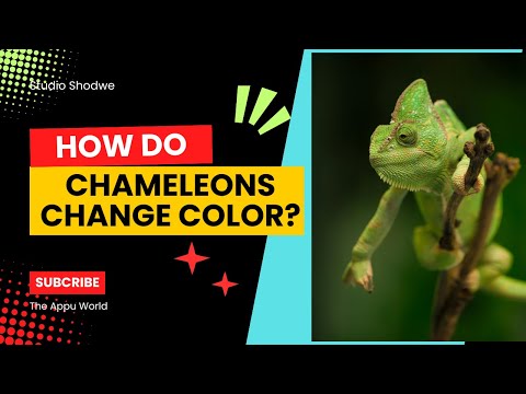 How Do Chameleons Change Color?|| The Appu World