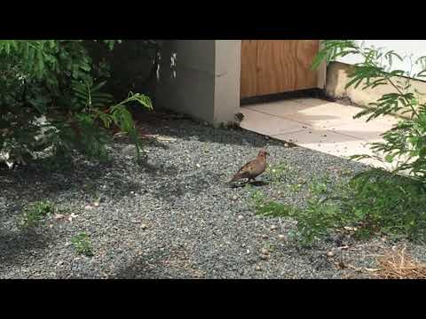 The Zenaida Dove