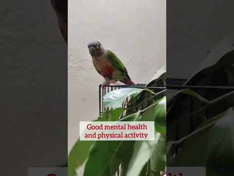 birds activity #shorts #birfs #parrot #parrot #entertainment #playful #activity #mypet #conure