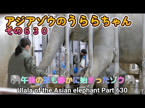 アジアゾウのうららちゃん（６３０）🐘午後の部も静かに始まったゾウ🐘（東山動植物園）Ulala of the Asian elephant Part 630