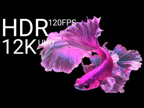 RAW Color Dolby Vision™ 12K HDR 60FP