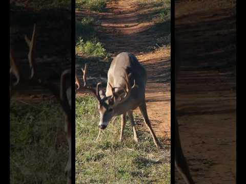 Name that buck | N1 Outdoors #whitetail #hunting #mynameisjeff