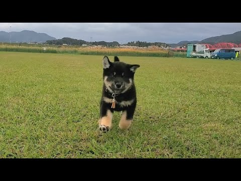 どこまでも付いて来てくれる柴犬が可愛すぎる