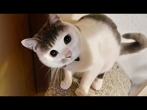 Funny Cats 2024 😹 Cat Funny Videos − Funny Cat